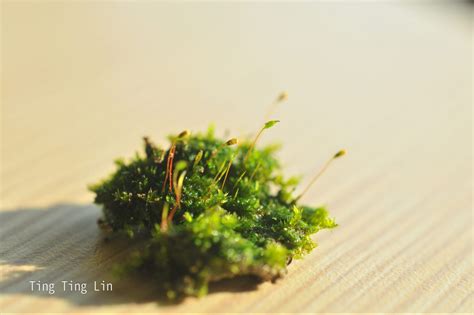 苔蘚|苔蘚基本介紹 – Bryophytes